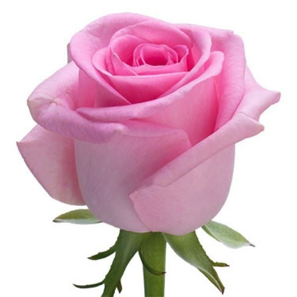 Роза розовая Эквадор