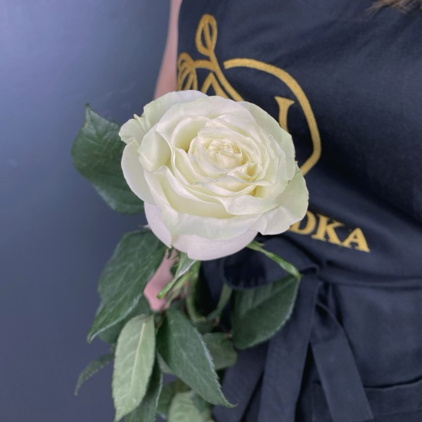 Роза белая Мондиаль 60 см